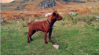 What Happens When a Patterdale Terrier Meets Two Lambs [upl. by Dnalhsa145]