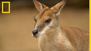 Découvrir le kangourou  tout ce quil faut savoir sur la mascotte australienne [upl. by Egduj]