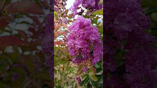 Purple Lagerstroemia flower plant 🌹🌸🌷🌻 🌺 flowers kashmiribeauty natureflowers nature [upl. by Tezzil694]