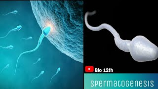 SPERMATOGENESIS animation [upl. by Aihtnys]