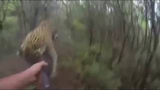 Leopard Charges Hunters in this Amazing Hunting Video [upl. by Odnalra47]