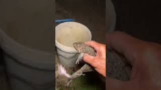 Funny frogs catch frog funny video frogs boing boing catch frog shorts [upl. by Esch523]