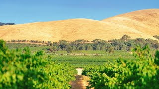 Долина БароссаBarossa Valley Австралийский Шираз Penfolds Grange Hermitage [upl. by Andie]