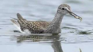 Identifying Shorebirds [upl. by Itin]