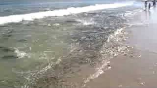 Bluefish blitz at the Jersey Shore October 2007 [upl. by Gnemgnok]