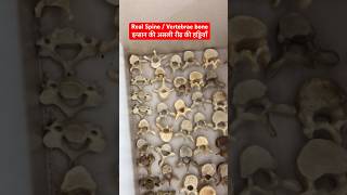 इन्सान की असली रीढ़ की हड्डियाँ  Human Real Spine  Vertebral bone Cervical Lumbar viral shorts [upl. by Andre]