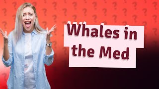 Do whales swim in the Mediterranean Sea [upl. by Astrix]