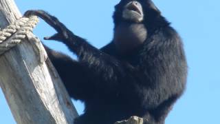 Siamang call duet [upl. by Skerl]