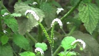 耳勾草 草本植物 紫草科，是一種很棒的草藥 [upl. by Frederick]