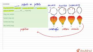 In vexillary aestivation largest petal two smaller lateral petals and two smallest anterior pe [upl. by Kcid]