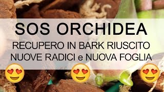 SOS ORCHIDEA  Recupero riuscito NUOVE RADICI [upl. by Kinelski]