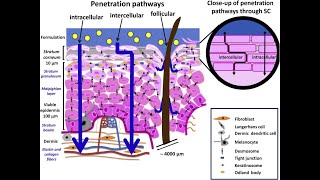 LEC 2 Components of epidermis amp dermis of human skin  Routes of penetration of drugs شرح بالعربي [upl. by Alvira]