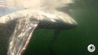 Back to the Wild Releasing an Ocean Sunfish [upl. by Trofmoc]