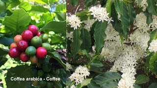 Coffea arabica  Coffee [upl. by Wurtz]