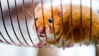 Volvo Trucks  The Hamster Stunt Charlie the Hero [upl. by Vocaay]