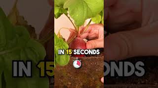 Growing Radish Time Lapse shorts [upl. by Sartin313]