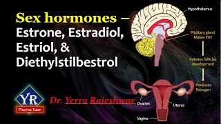 Sex hormones  Estrone Estradiol Estriol amp Diethylstilbestrol  YR Pharma Tube  Dr Rajeshwar [upl. by Ranice]