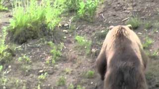 Bald Eagle vs Grizzly [upl. by Paulsen]