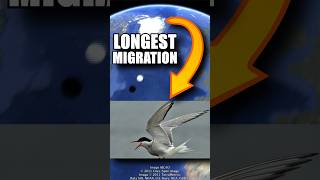 Arctic Terns have the LONGEST Migration 🗺️⁀જ✈︎ facts animals birds [upl. by Belding]