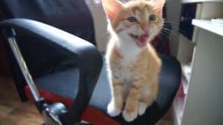 Kitten Meow Compilation [upl. by Ibok]