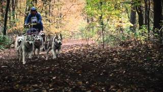 Sled Dog Racing Kivo kempentrail Knegsel 2011 [upl. by Wilen]