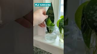 Snake plant growing in water snakeplantpropagation [upl. by Kacey]