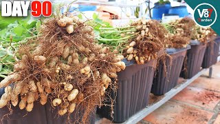 How to Grow Peanuts From Seed to Harvest  Easiest for Beginners [upl. by Rockie]