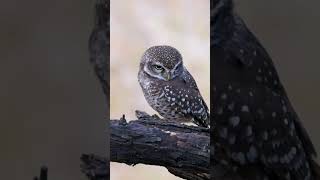 Spotted Owlet [upl. by Zawde581]