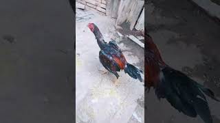 Adorable Rooster Daily Routine The Lovely Pet You Never Knew You Needed Rooster RoosterLover [upl. by Mandeville]