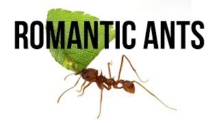 Romantic Ants [upl. by Arundel]