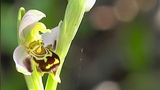 botanique lOrchidée Ophrys Abeille [upl. by Adyol4]