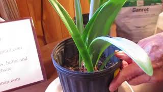 How to treat Red Blotch Stagonospona in Amaryllis Hippeastrum [upl. by Ennywg199]