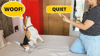 How to Teach your Beagle to Bark Less [upl. by Geanine]