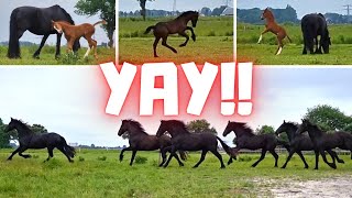 All horses at full gallop into the meadow  Friesian Horses [upl. by Maddie]