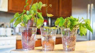 Growing Sweet Potato Vine In Water 35day Time Lapse [upl. by Coleman669]