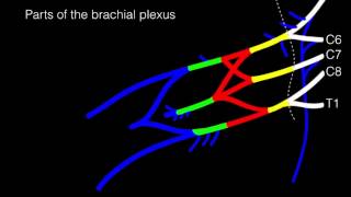 Drawing the Brachial Plexus [upl. by Noissap]