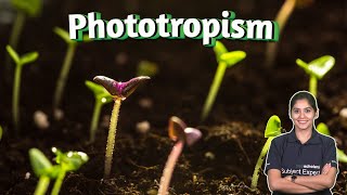 Plant Behavior Understanding Phototropism and Gravitropism  Plant Biology  Plant phototropism [upl. by Billmyre]