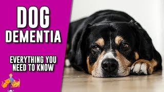 Canine Dementia everything you need to know about senility in dogs [upl. by Benoit]