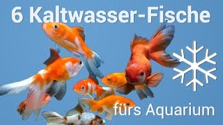 6 Fische fürs Kaltwasseraquarium ❄🌊 [upl. by Gideon]