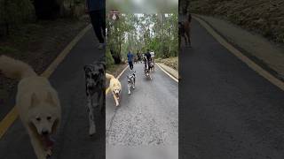 እንጦጦ ፖርክ ሽርሽር Entoto Park Hiking animalsdogethiodogsmarketethiopiandogsፍጥረት [upl. by Eshelman]