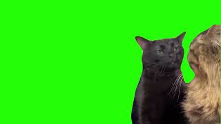 Black Cat Zoning out meme green screen template [upl. by Borszcz]