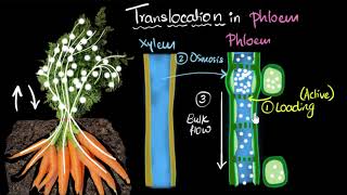 Phloem amp translocation  Life processes  Biology  Khan Academy [upl. by Nolat336]