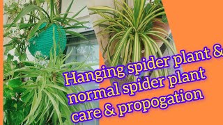 Hanging spider plant and normal spider plant care amp propogation air purifier plant [upl. by Gladwin]