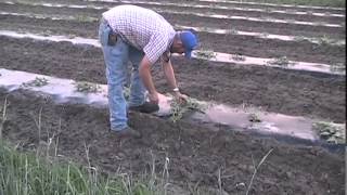 Watermelon Farming ByMichael Mirabella [upl. by Wauters]