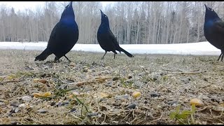 Common Grackles Showing Off [upl. by Llohcin]