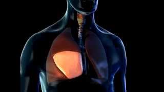 Lobes of the Lungs  3D Medical Animation  ABP © [upl. by Nyrual]