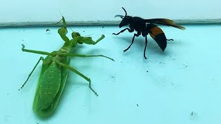 What would be like if PRAYING MANTIS SEES MURDER HORNET  Insect Club [upl. by Africah]