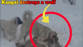 Kangal destroys a wolf [upl. by Anjali]