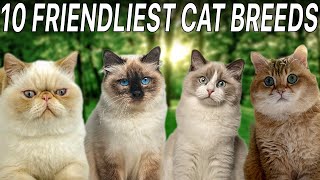 Top 10 Friendliest Cat Breeds  Top 10 Wizard [upl. by Neural678]