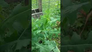 Wild lettuce lactuca virosa and lactuca serriola [upl. by Hamachi]